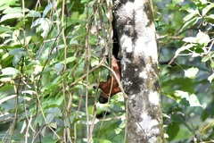 Callosciurus prevostii pluto