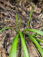 Thelymitra longifolia