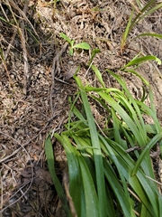 Thelymitra longifolia