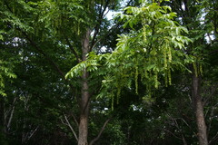 Pterocarya rhoifolia