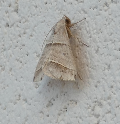 Black-tipped Ptichodis Moth photo 3
