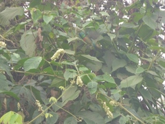 Cinnyris chloropygius