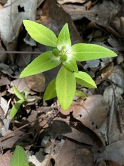Euphorbia schiedeana
