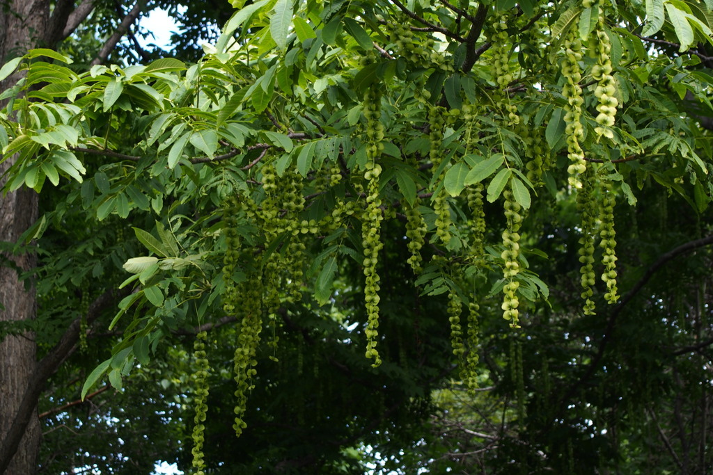 Pterocarya rhoifolia (Pterocarya rhoifolia)