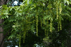Pterocarya rhoifolia