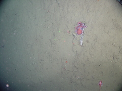 Graneledone boreopacifica