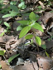 Euphorbia schiedeana
