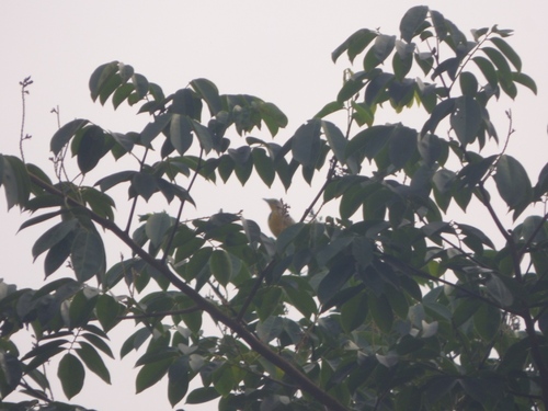 Yellow-throated Longclaw