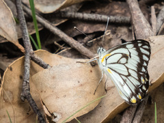 Belenois java teutonia