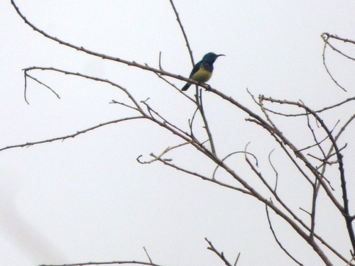 Variable Sunbird