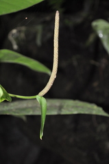 Anthurium ramonense