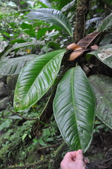 Anthurium ramonense