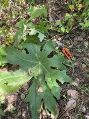 Psacalium megaphyllum