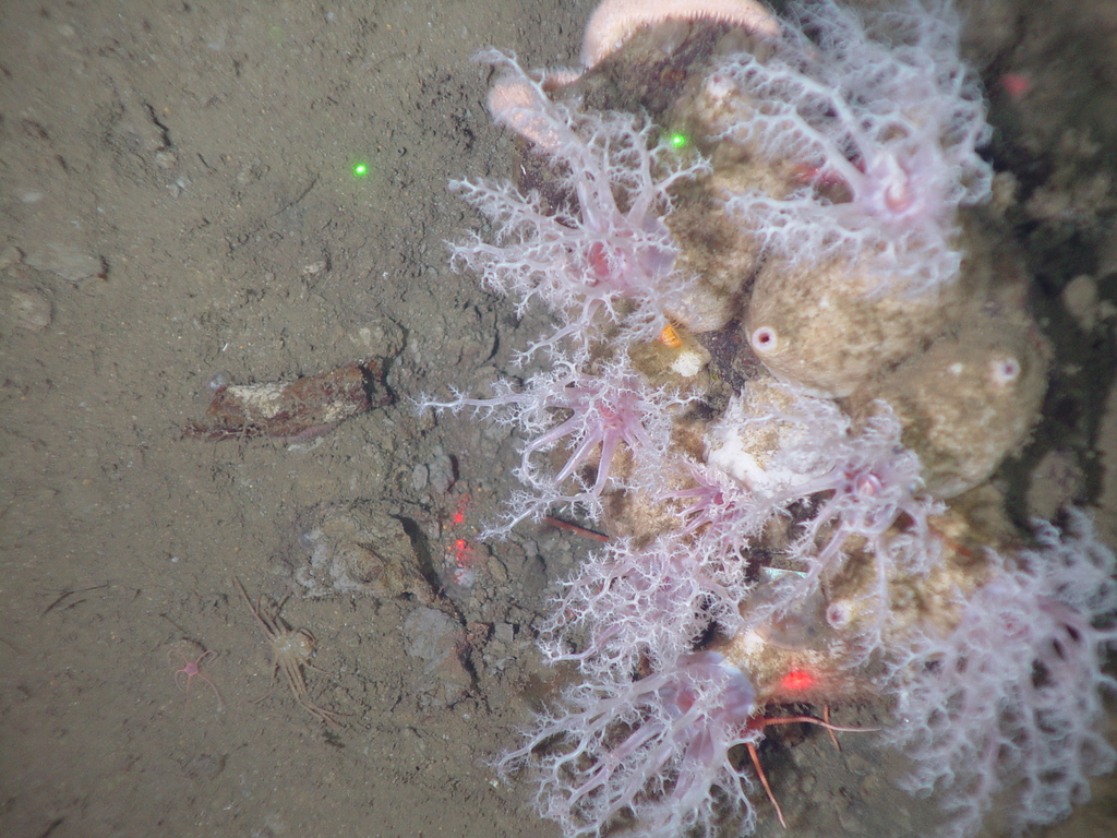 Psolus squamatus