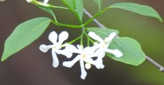 Tabernaemontana pandacaqui
