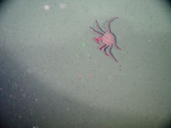 Paralomis multispina