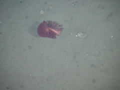 Anthoptilum