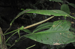 Anthurium lancifolium