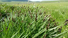 Carex cespitosa