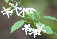Tabernaemontana pandacaqui