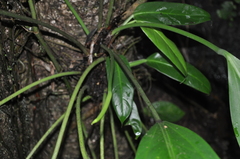 Anthurium lancifolium