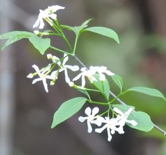Tabernaemontana pandacaqui