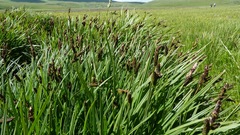 Carex cespitosa