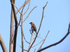 Pachyphantes superciliosus