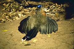 Giant Coua photo 4