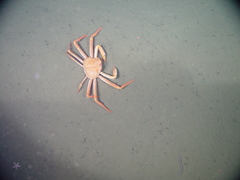 Chionoecetes tanneri