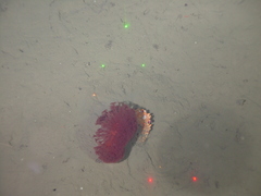 Anthoptilum