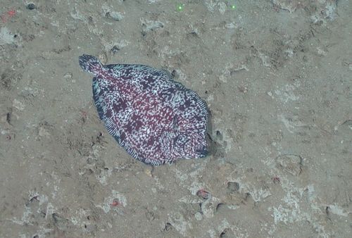Deepsea sole (Embassichthys bathybius) — Pleuronectidae
