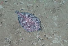 Microstomus bathybius