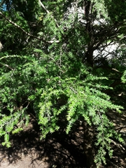 Tsuga canadensis