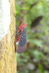 Kalidasa lanata