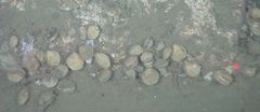 Terebratulina