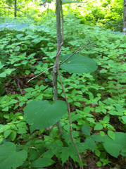Aristolochia macrophylla