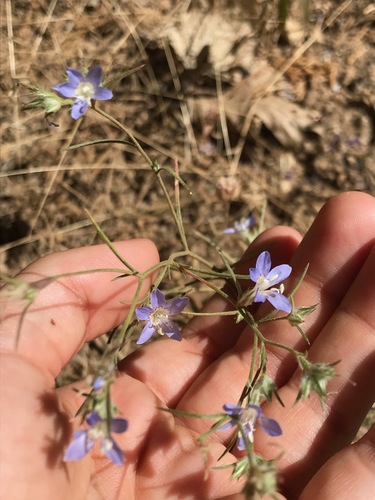 Sapphire woollystar (Eriastrum sapphirinum)