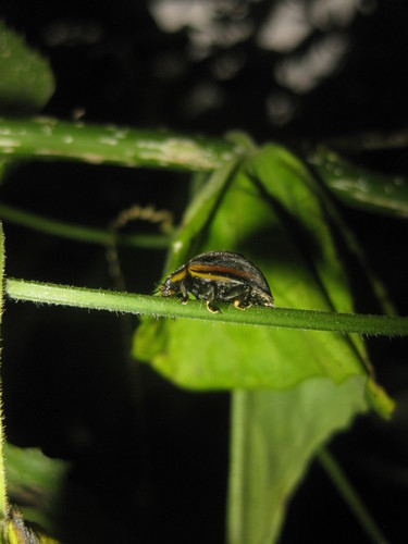 Epilachna Lady Beetles