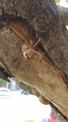 Cicadidae