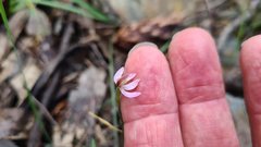 Caladenia prolata