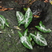 Syngonium llanoense - Photo (c) ramon_d, alguns direitos reservados (CC BY-NC), uploaded by ramon_d