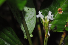 Goeppertia dressleri