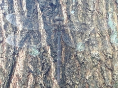 Gynacantha