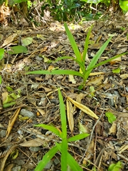 Pterostylis cardiostigma