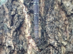 Gynacantha