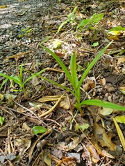 Pterostylis cardiostigma