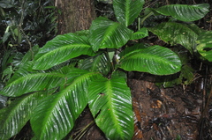 Goeppertia dressleri