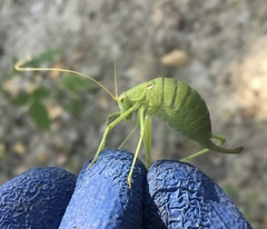 Planipollex pollicifer