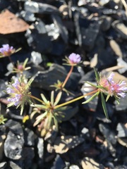Asperula setosa